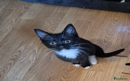 Mixed Breed cats for sale: Kittens for sale  - Image 3
