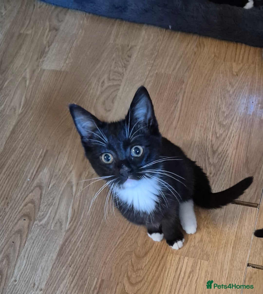 Mixed Breed cats for sale: Kittens for sale  - Image 3