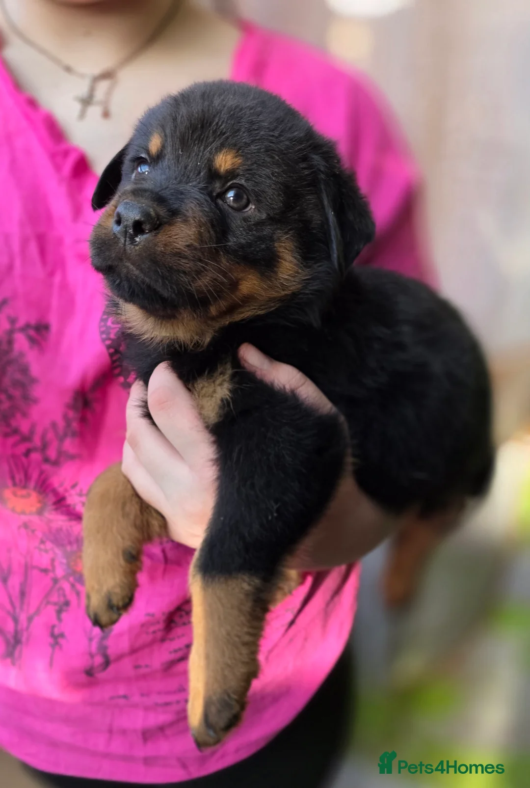 Rottweiler dogs for sale: Rottweiler puppies  - Advert 11