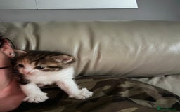 Bengal cats for sale: Beautiful bengal kittens - Image 3