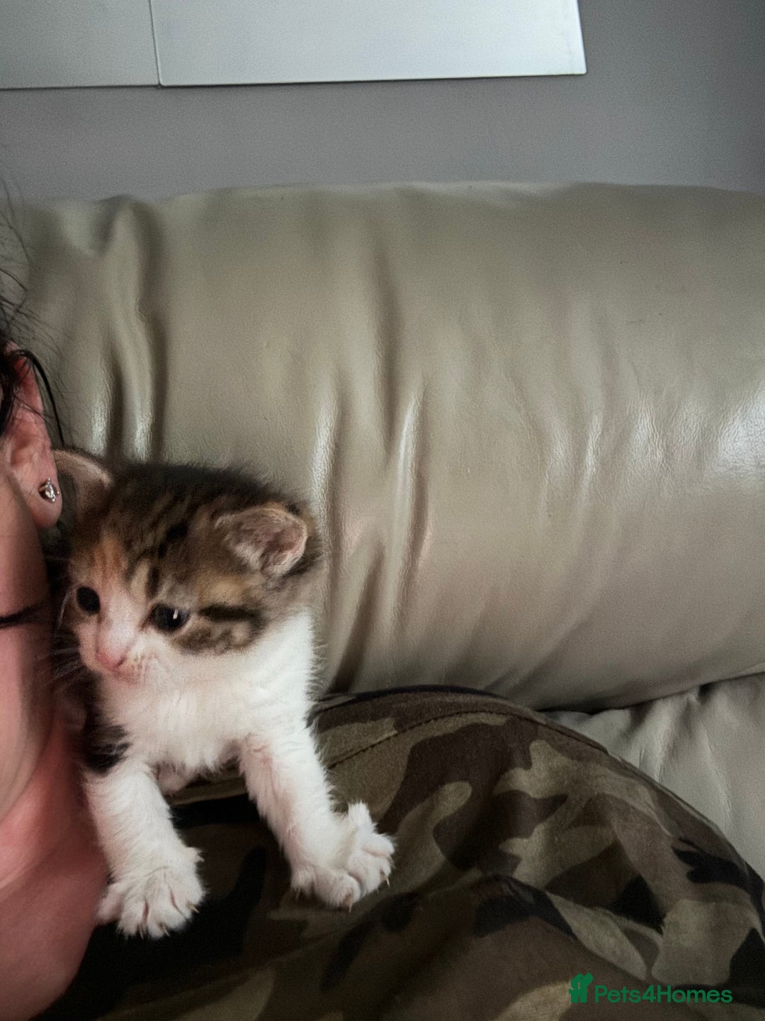 Bengal cats for sale: Beautiful bengal kittens - Image 3