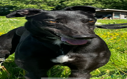 Greyhound dogs for sale: Empire house trained greyhound girl for adoption  - Image 2