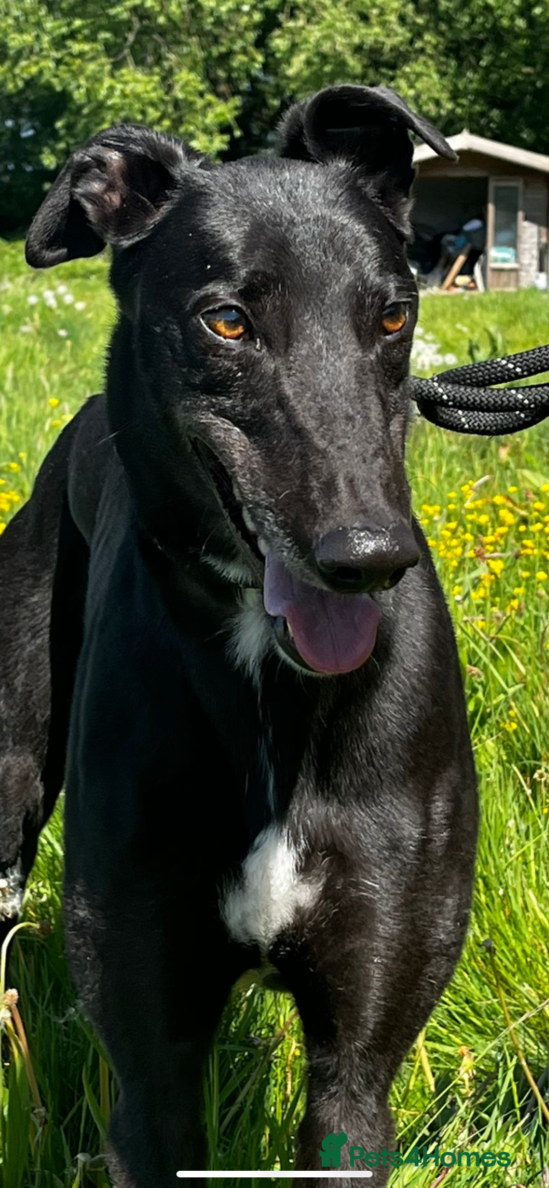 Greyhound dogs for sale: Empire house trained greyhound girl for adoption  - Image 2