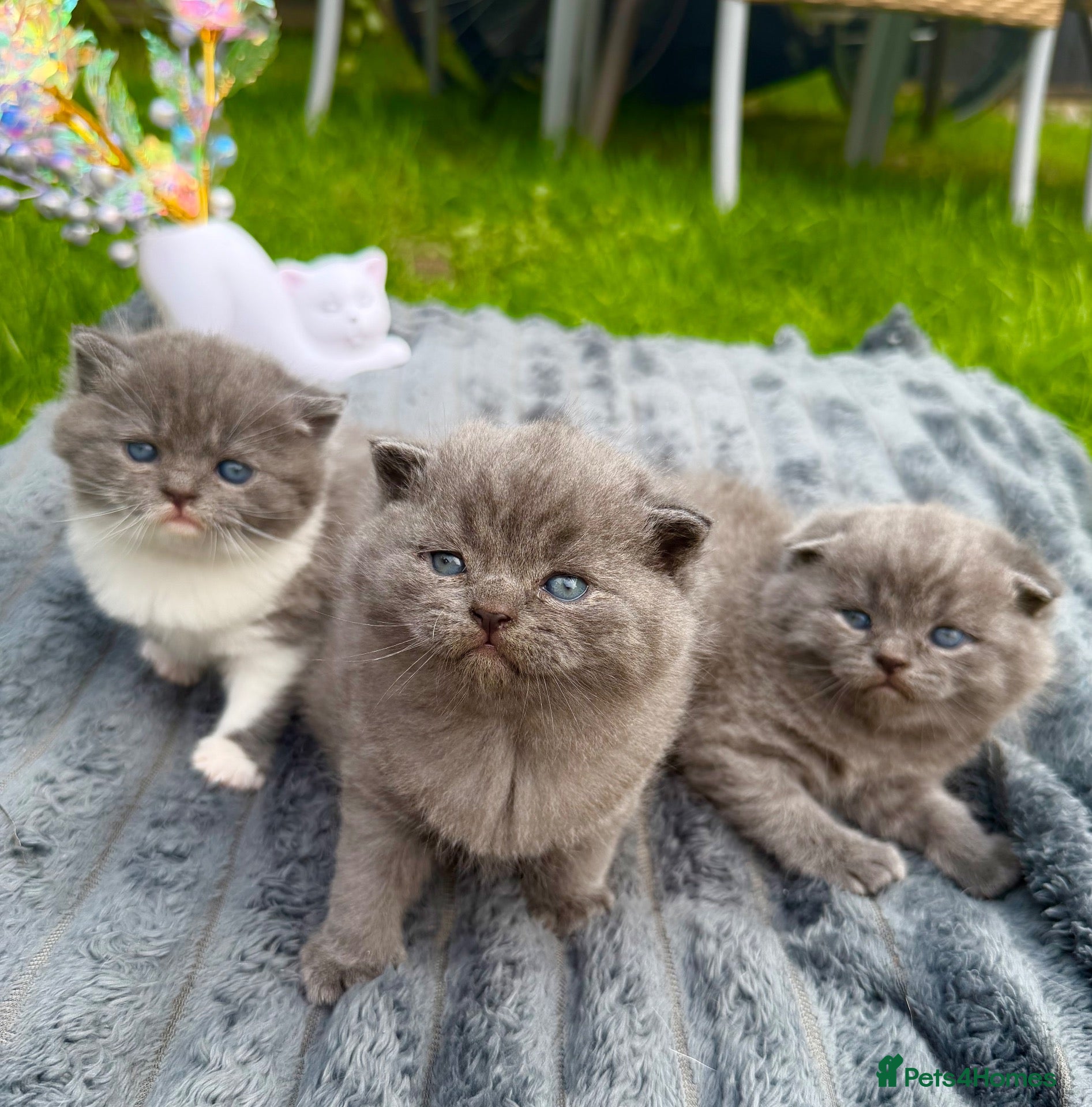 British Shorthair cats British shorthair  - Advert 1