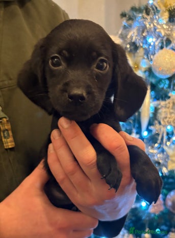 Cockerdor dogs Beautiful cockerdor puppies - Advert 1