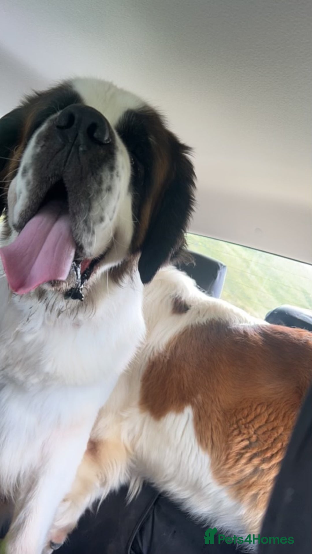 Saint Bernard dogs for stud: KC reg Big strong fluffy boy up for STUD (PROVEN) in Uttoxeter - Image 3