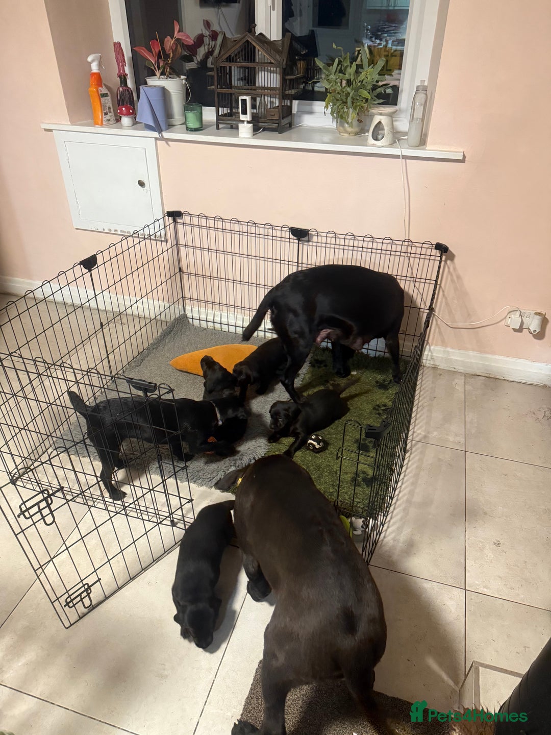 Labrador Retriever dogs for sale: Labeador pups - Advert 8