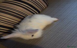 Lionhead rabbits for sale: Beautiful fluffy bunnies - Image 4