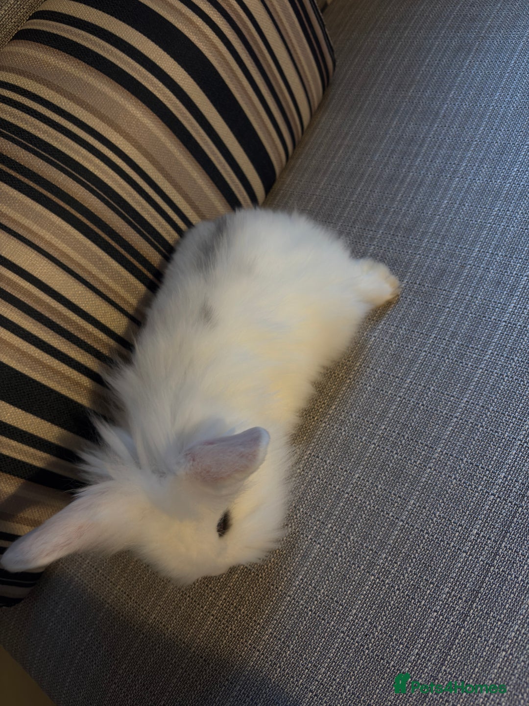 Lionhead rabbits for sale: Beautiful fluffy bunnies - Image 4