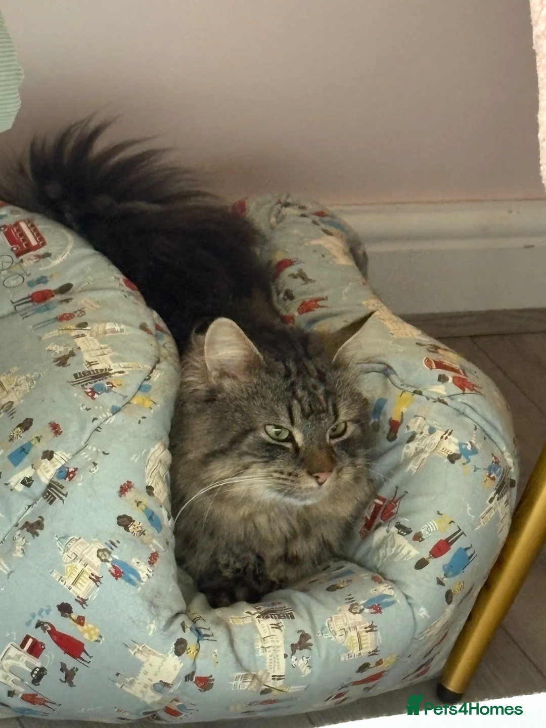 Maine Coon cats for sale: Beautiful Maine coon cross tabby boy neutered  - Advert 7