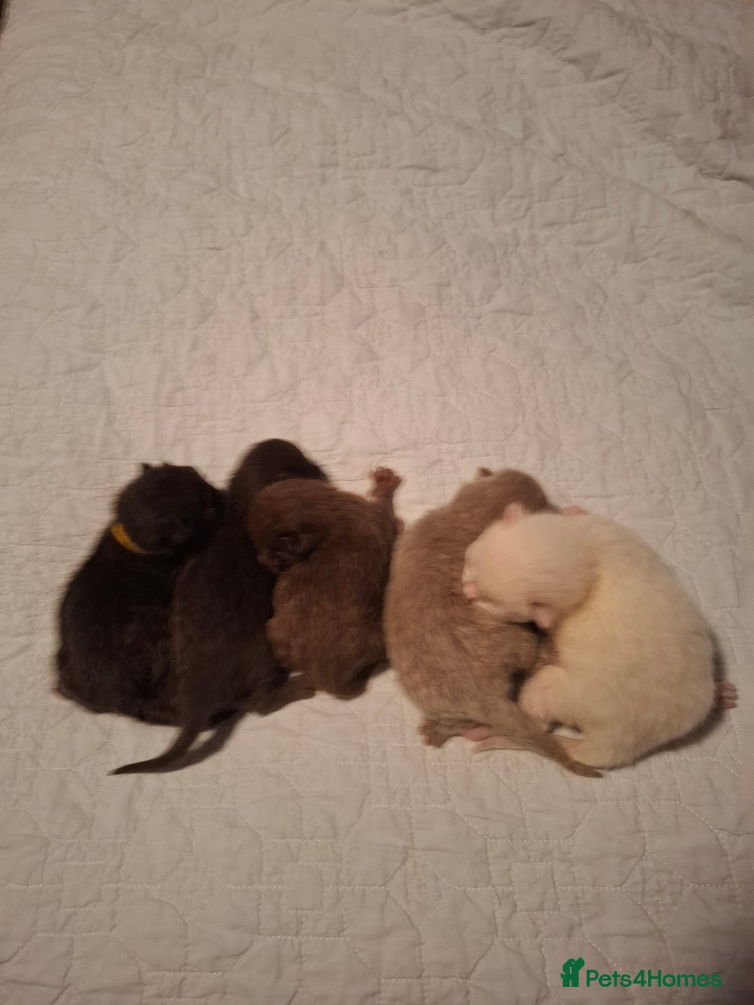 British Shorthair cats for sale: 5 British Shorthair Kittens For Sale - Image 6