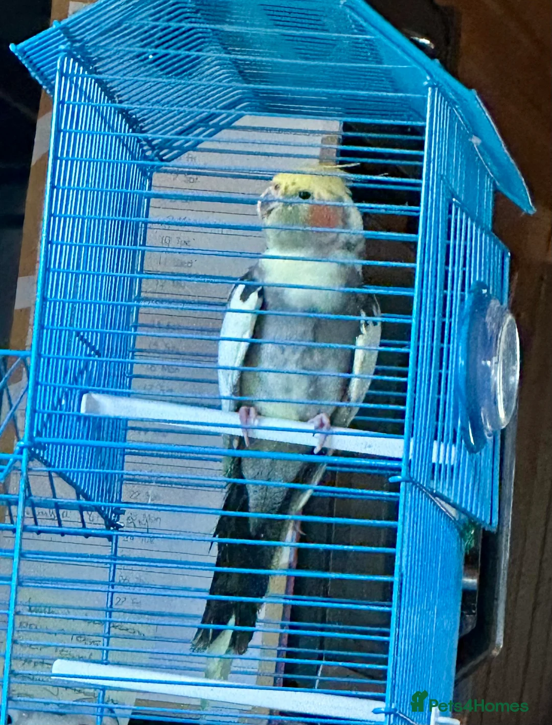 Cockatiels birds for sale: Cockatiel  in Burton-on-Trent - Advert 1