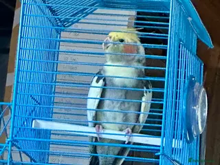 Cockatiels birds Cockatiel in Burton-on-Trent - Advert 2