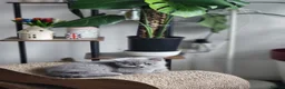 British Shorthair cats for sale: ✨️Stunning British Shorthair Blue Kitten ✨️ - Advert 7