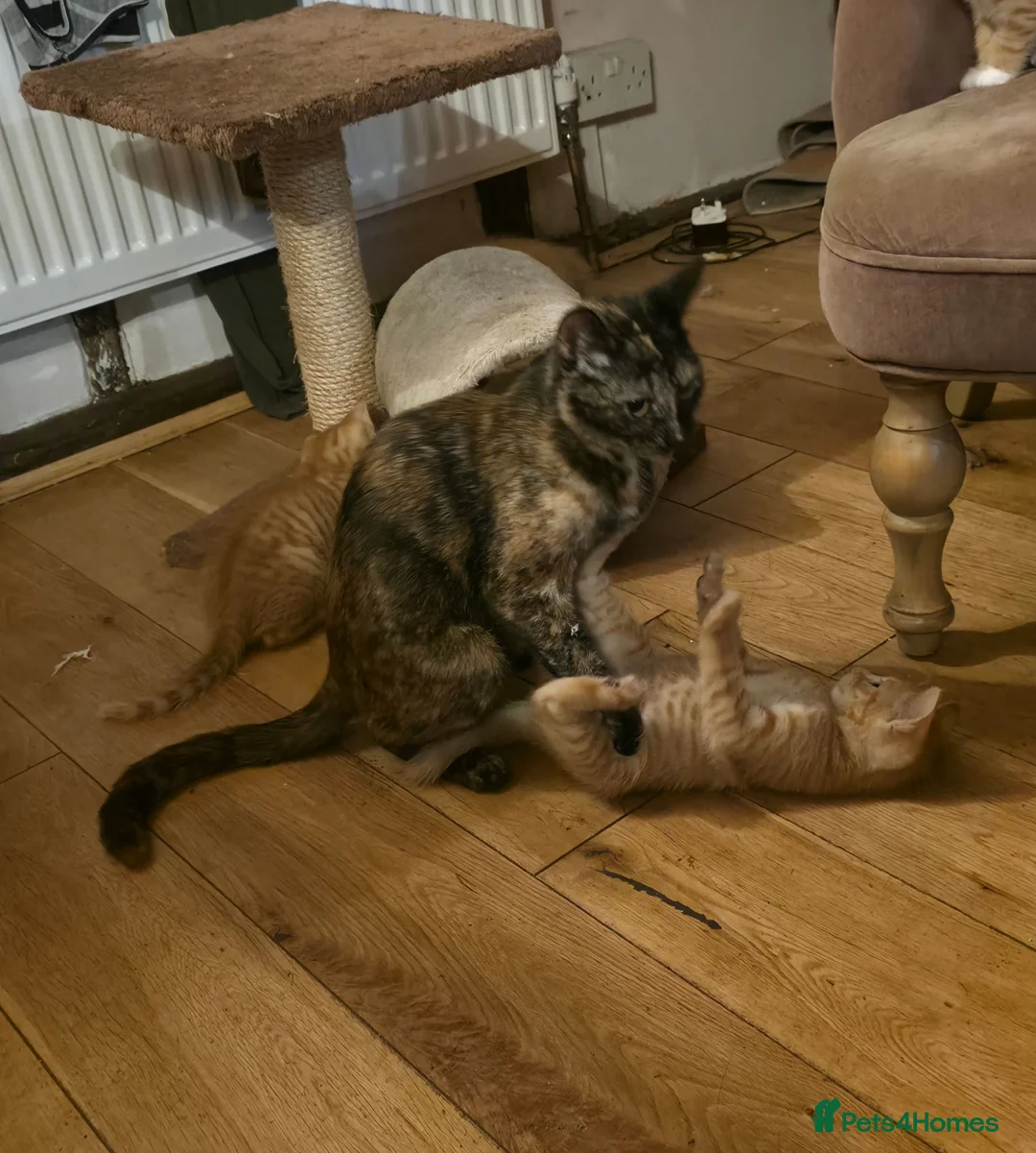 Mixed Breed cats for sale: Beautiful ginger kittens  - Advert 25