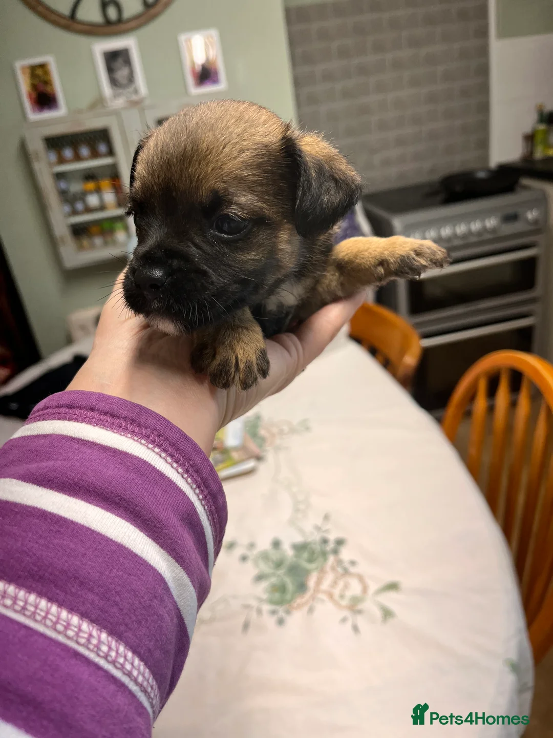 Border Terrier dogs for sale: 7 gorgeous Border Terrier puppies!!  - Advert 9