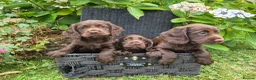Cocker Spaniel dogs for sale: Chocolate cockerspaniel puppies for sales - Advert 2