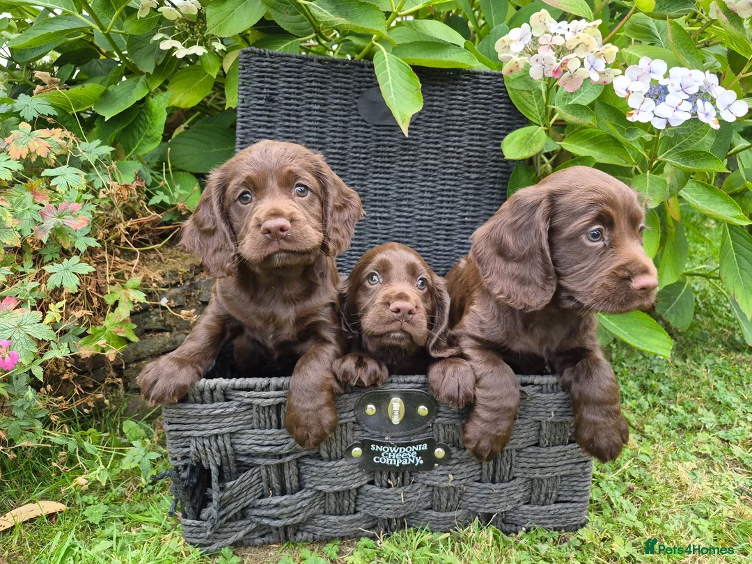 Cocker Spaniel dogs for sale: Chocolate cockerspaniel puppies for sales - Advert 2