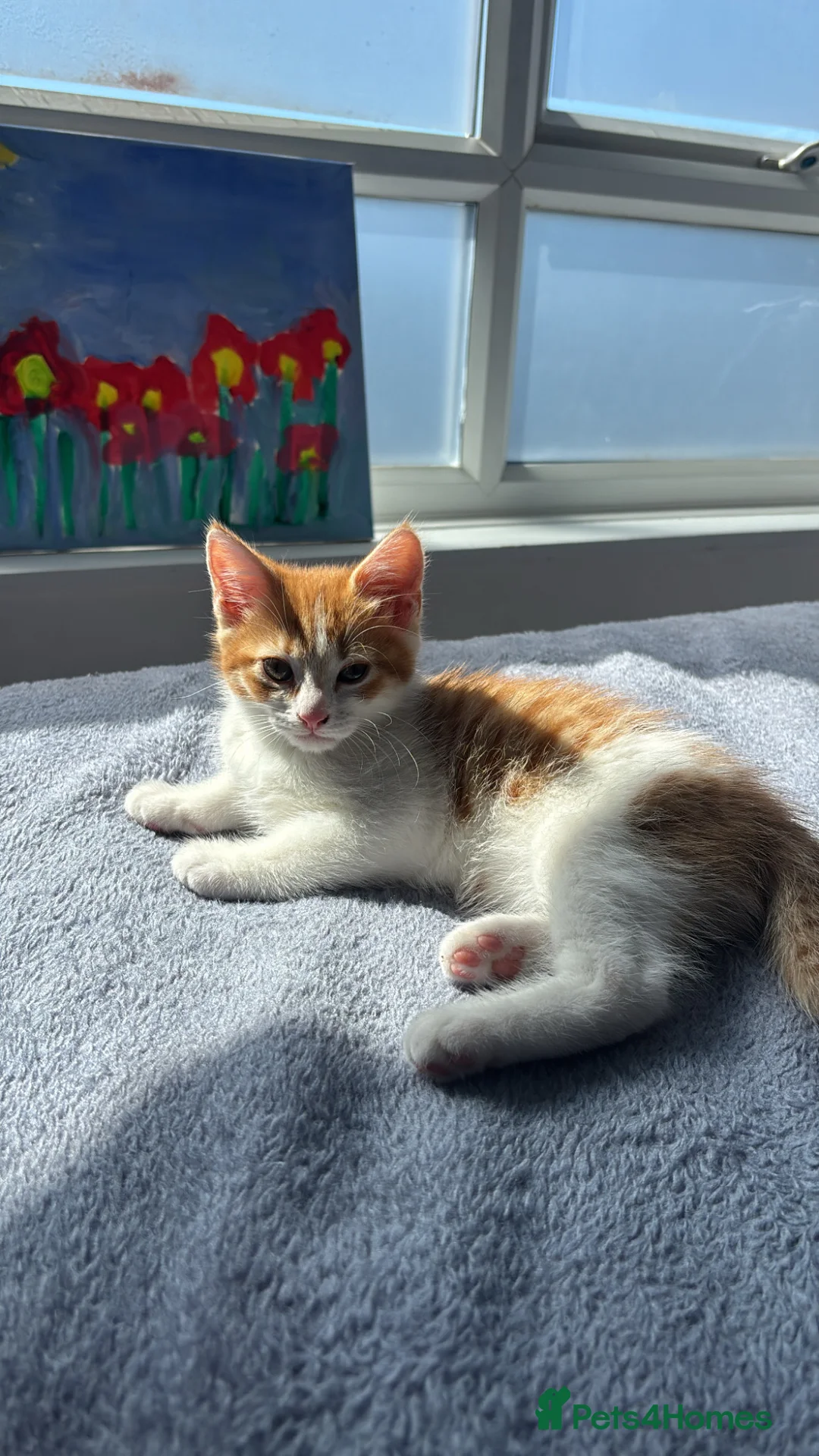 Mixed Breed cats for sale: Kittens - Advert 9