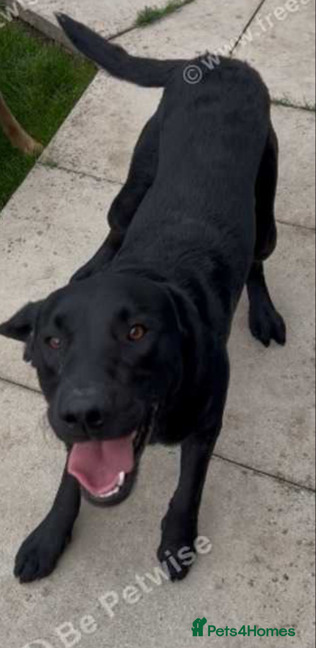 Labrador Retriever dogs for sale: One year old make labrador - Image 2