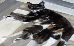 Mixed Breed cats for sale: 3 beautiful tabby kittens ♥️ - Image 10