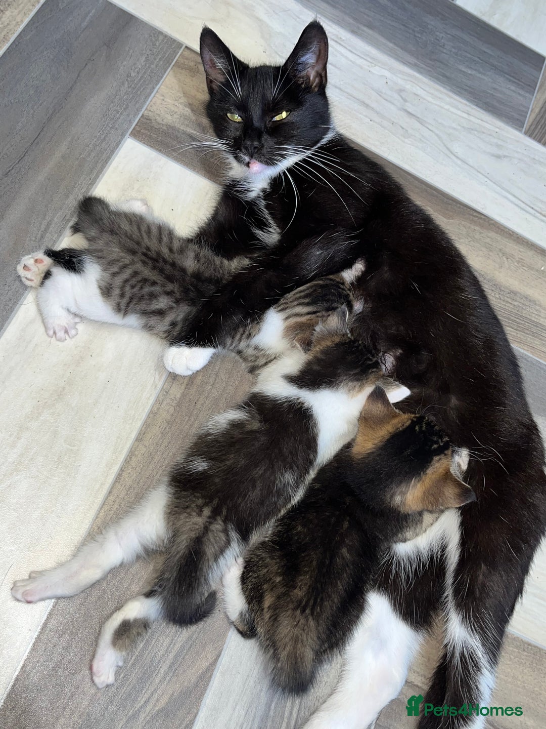 Mixed Breed cats for sale: 3 beautiful tabby kittens ♥️ - Image 10