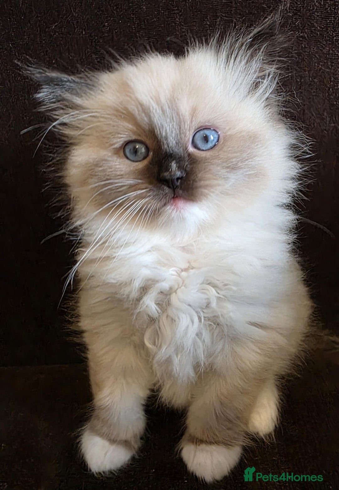 Ragdoll cats for sale: Adorable Seal Point Bicolour Ragdoll Kittenss - Advert 7