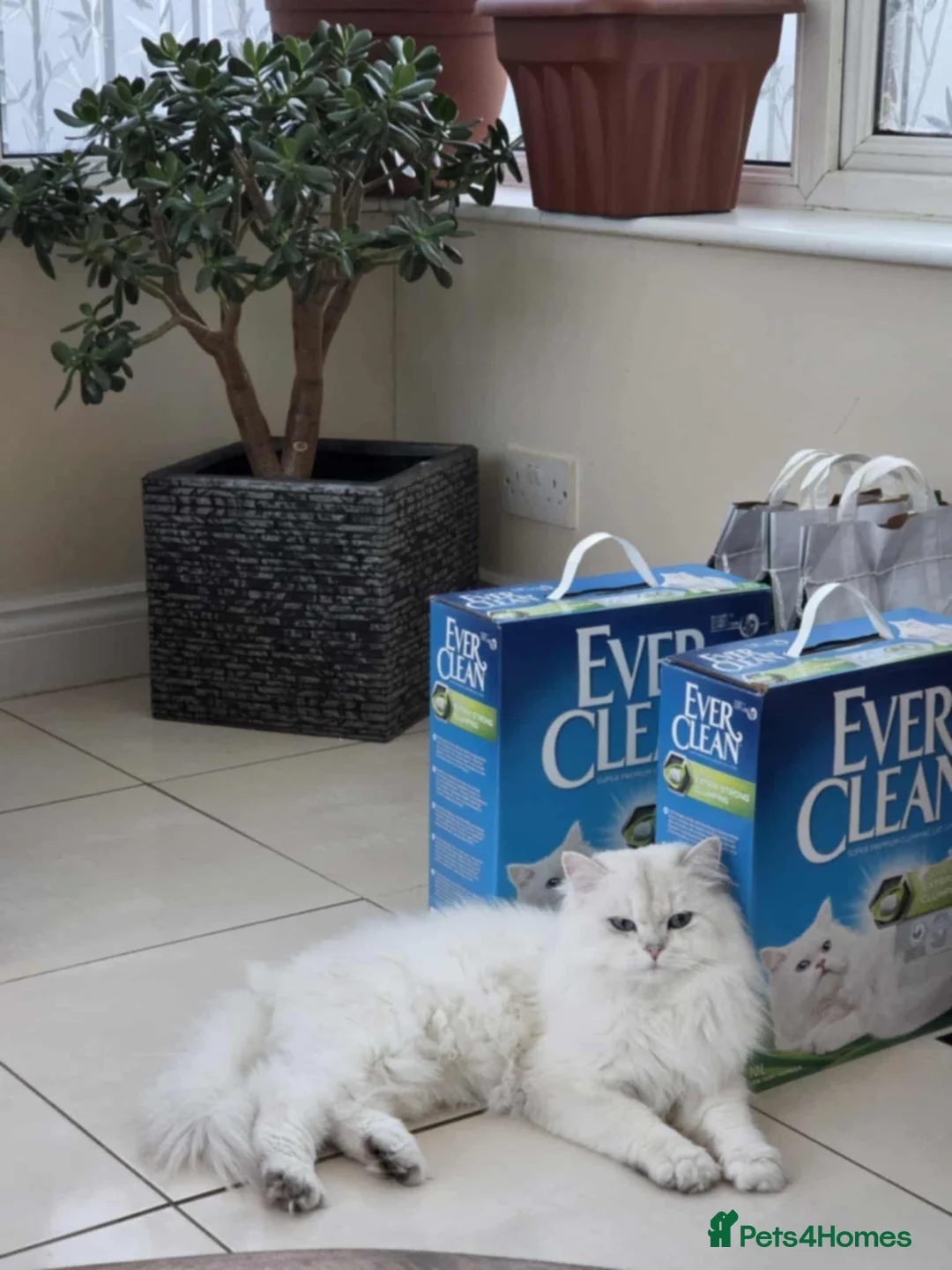 British Longhair cats for sale: British Longhair pedigree,champion parents - Advert 6