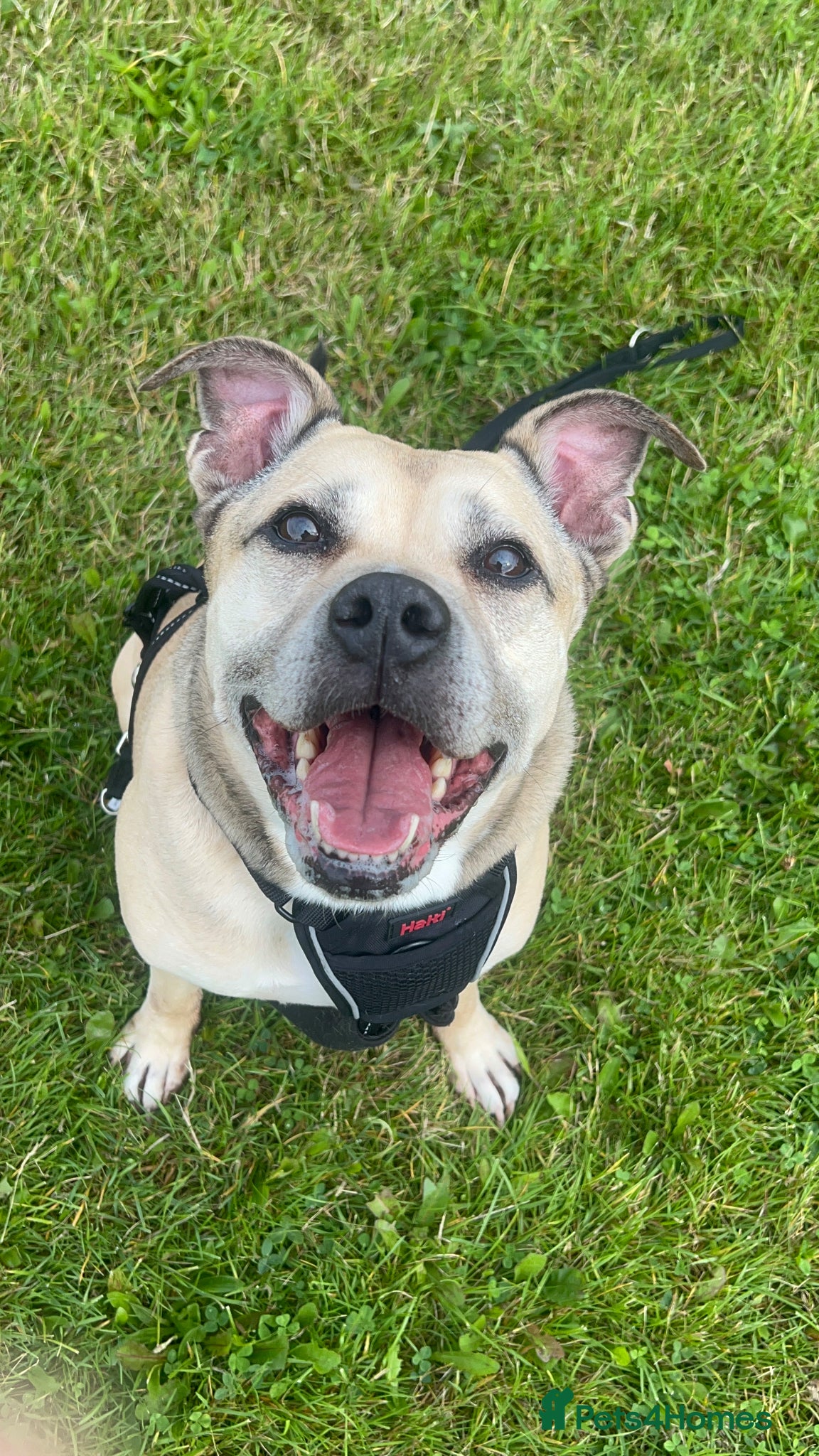 Cocker Spaniel dogs Male staffy cross for rehoming - Advert 4