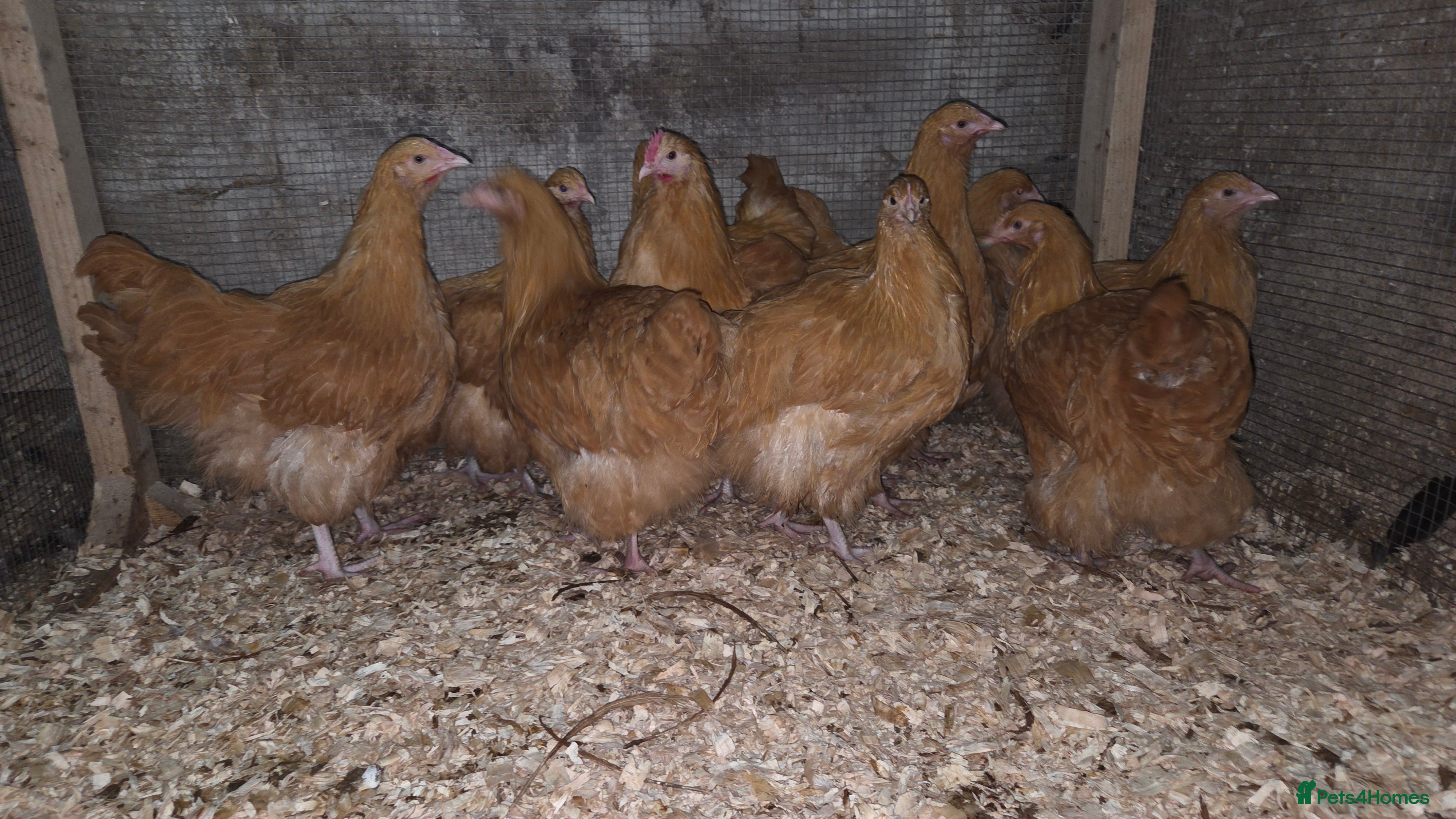 Chickens poultry Buff Orpington pullets for sale  - Advert 15