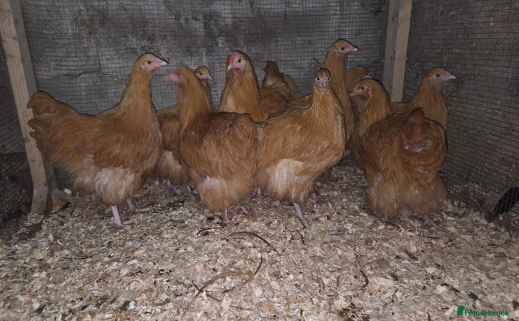 Chickens poultry Buff Orpington pullets for sale  - Advert 1