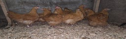 Chickens poultry for sale: Buff Orpington pullets for sale  - Advert 1