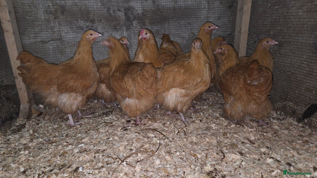 Chickens poultry for sale: Buff Orpington pullets for sale  - Advert 1