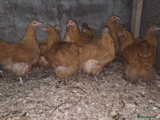 Chickens poultry Buff Orpington pullets for sale - Advert 1