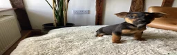 Jack Russell dogs for sale: Gorgeous Miniature Black and Tan Jack Russells in Llanbrynmair - Advert 5