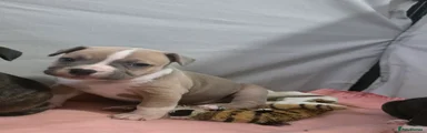 Mixed Breed Puppy 5