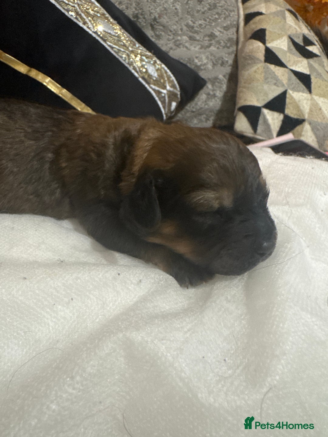 Mixed Breed dogs for sale: Rottweiler cross puppies - Image 10
