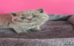 British Shorthair cats for sale: Stunning Teddy bear BSH kittens  GCCF  - Image 17