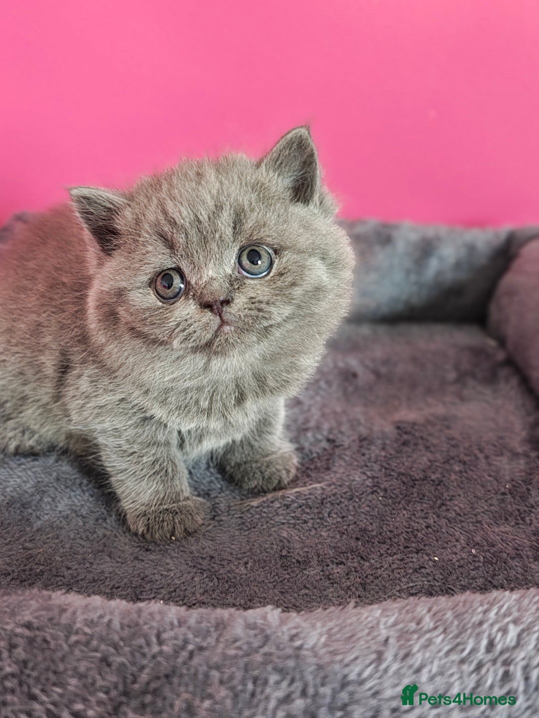 British Shorthair cats for sale: Stunning Teddy bear BSH kittens  GCCF  - Image 17