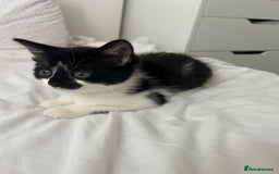 Manx cats for sale: Gorgeous girl kitten - Image 2