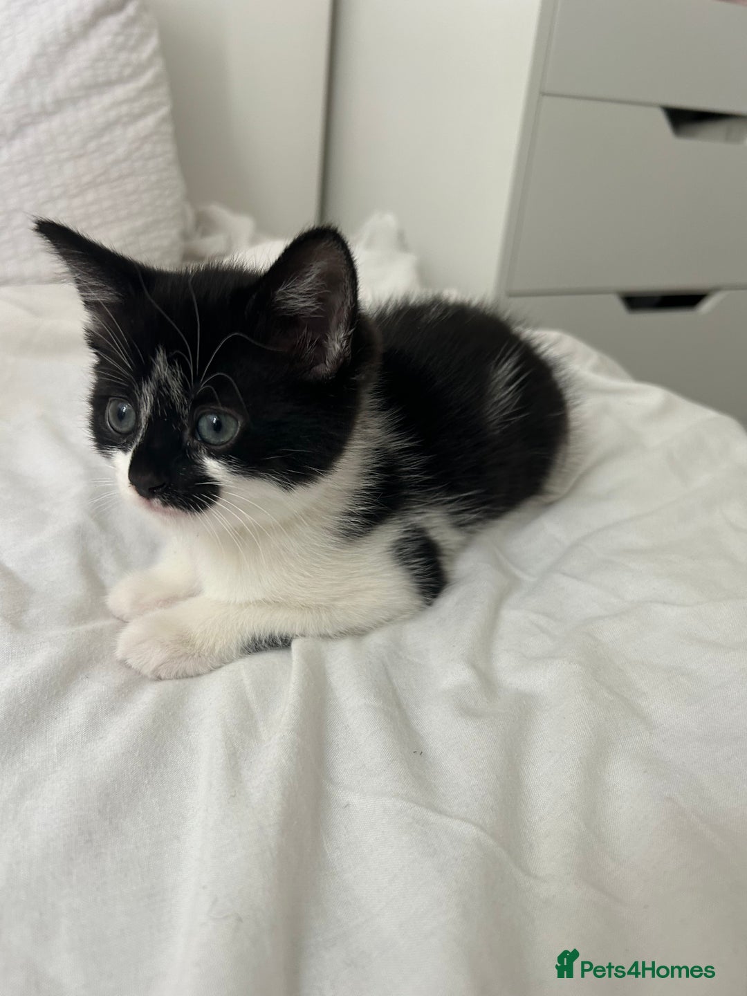 Manx cats for sale: Gorgeous girl kitten - Image 2