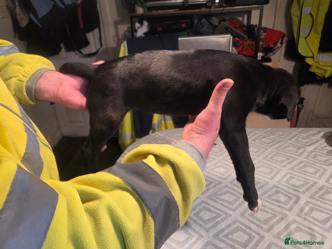 Mixed Breed dogs for sale: Bullcros  - Advert 10