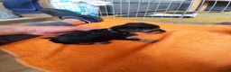 Yorkshire Terrier dogs for sale: Beautiful puppies - Advert 11