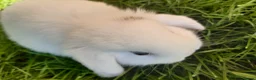 Mini Lop rabbits for sale: Gorgeous Mini Lops  - Advert 21