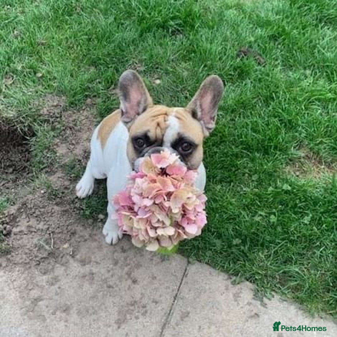 French Bulldog dogs for sale: Bonded mum &son French bulldogs must stay together - Advert 2