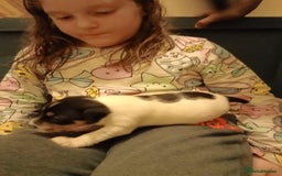 Jack Russell dogs for sale: Jack Russell puppies - Image 5