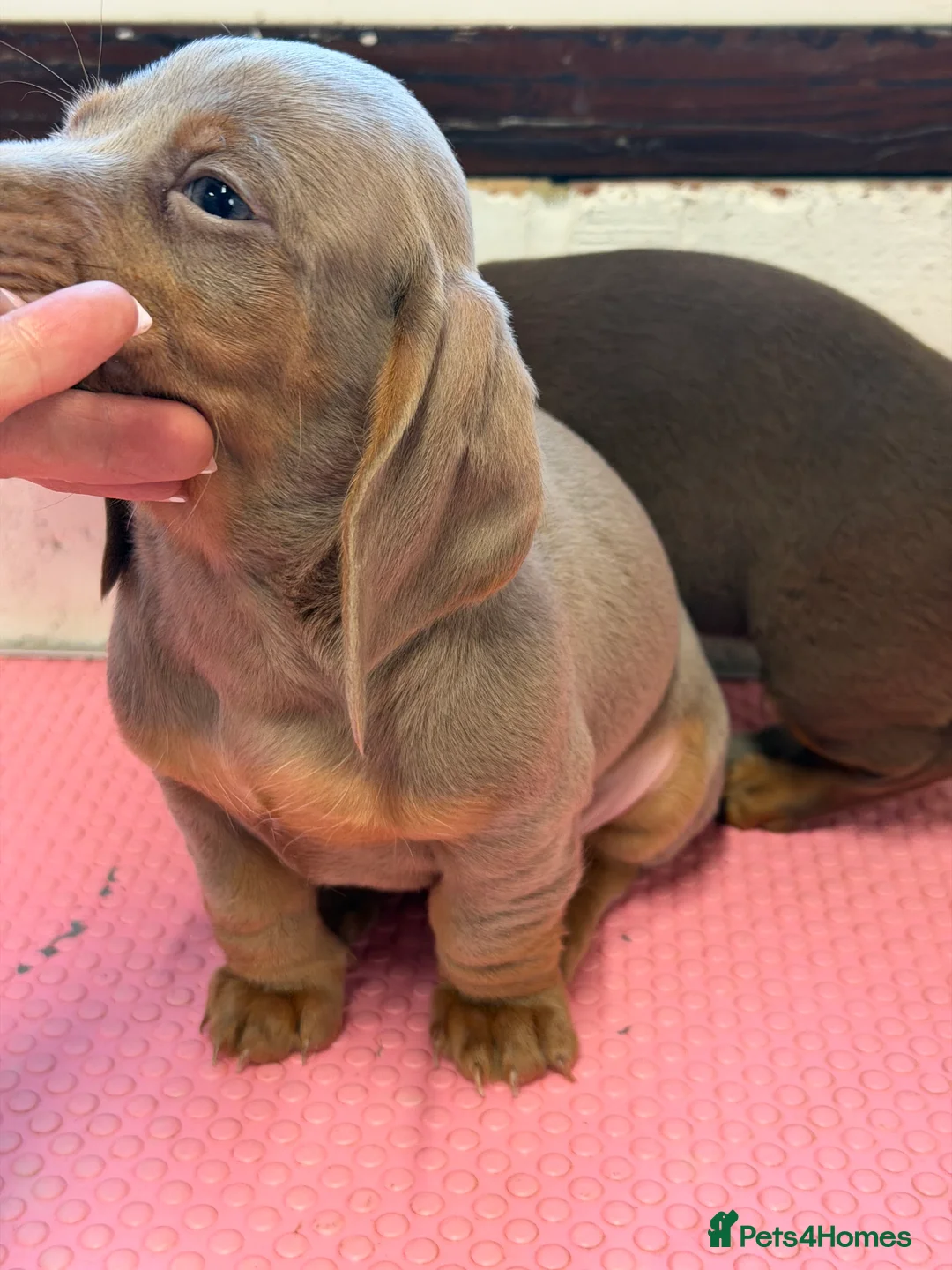 Miniature Dachshund dogs for sale: Mini dachshund 2 smooth boys available  - Advert 11