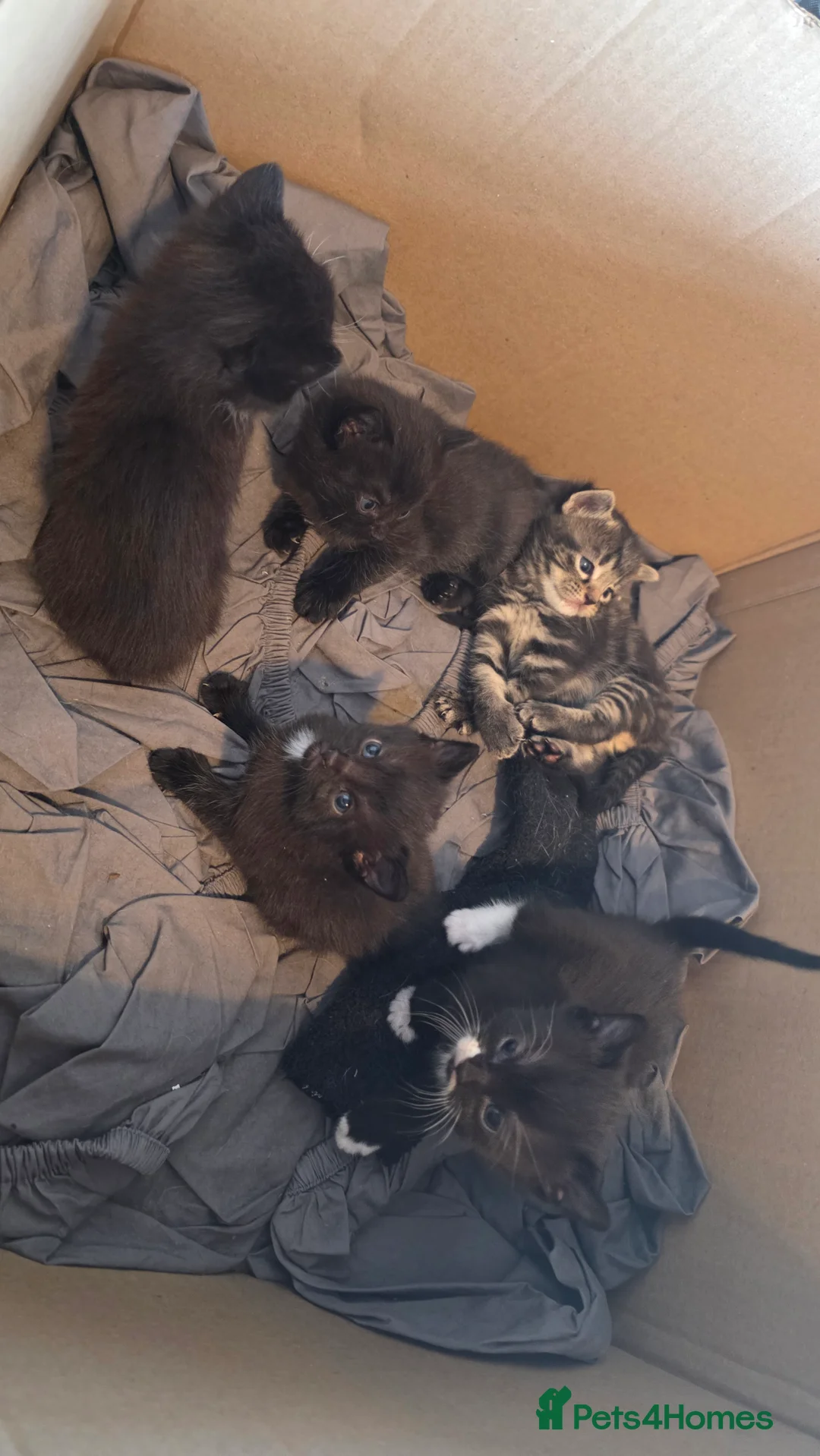 Domestic Shorthair cats for sale: Kittens for sale  - Advert 19
