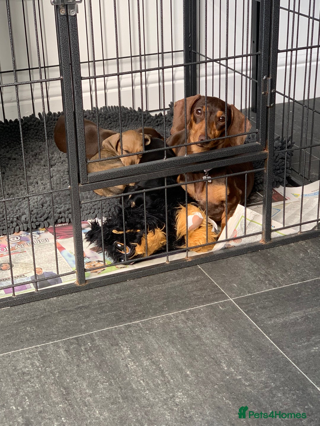 Miniature Dachshund dogs for sale: KC Registered true petite Miniature Dachshunds - Image 11