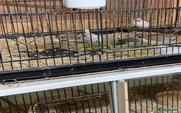Finches birds for sale: Zebra finches male and female,male diamond dove - Image 6